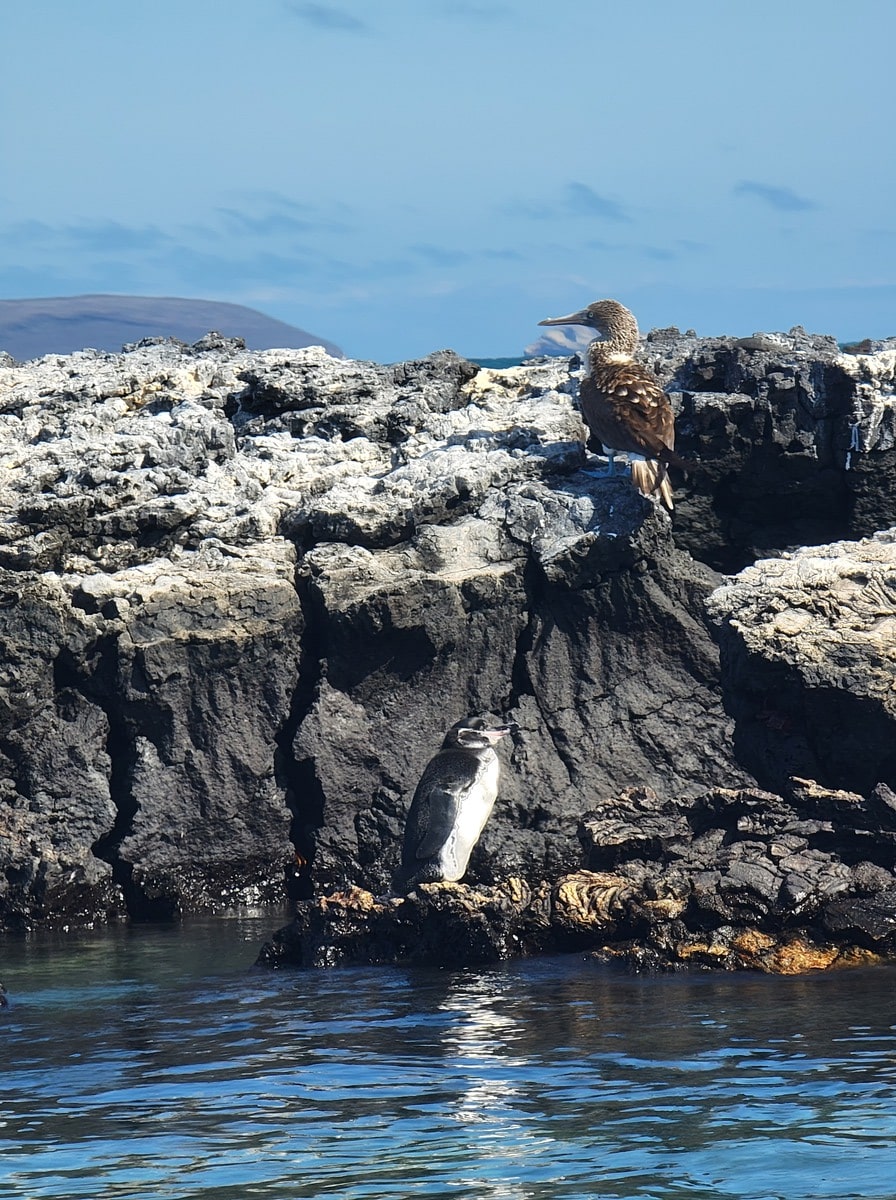 Pingouins de l'île de Isabela dans notre article Visiter les Galapagos : Le plus beau à voir des îles Galapagos en Équateur #galapagos #ilesgalapagos #equateur #voyage