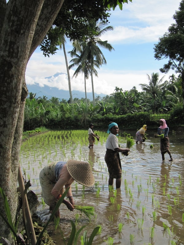 Repiquage du riz à Tetebatu dans la région centrale de l'île de Lombok dans notre article Que faire à Lombok en Indonésie: 3 coups de coeur à visiter sur l'île de Lombok #lombok #indonesie #ile #voyage #asie #asiedusudest