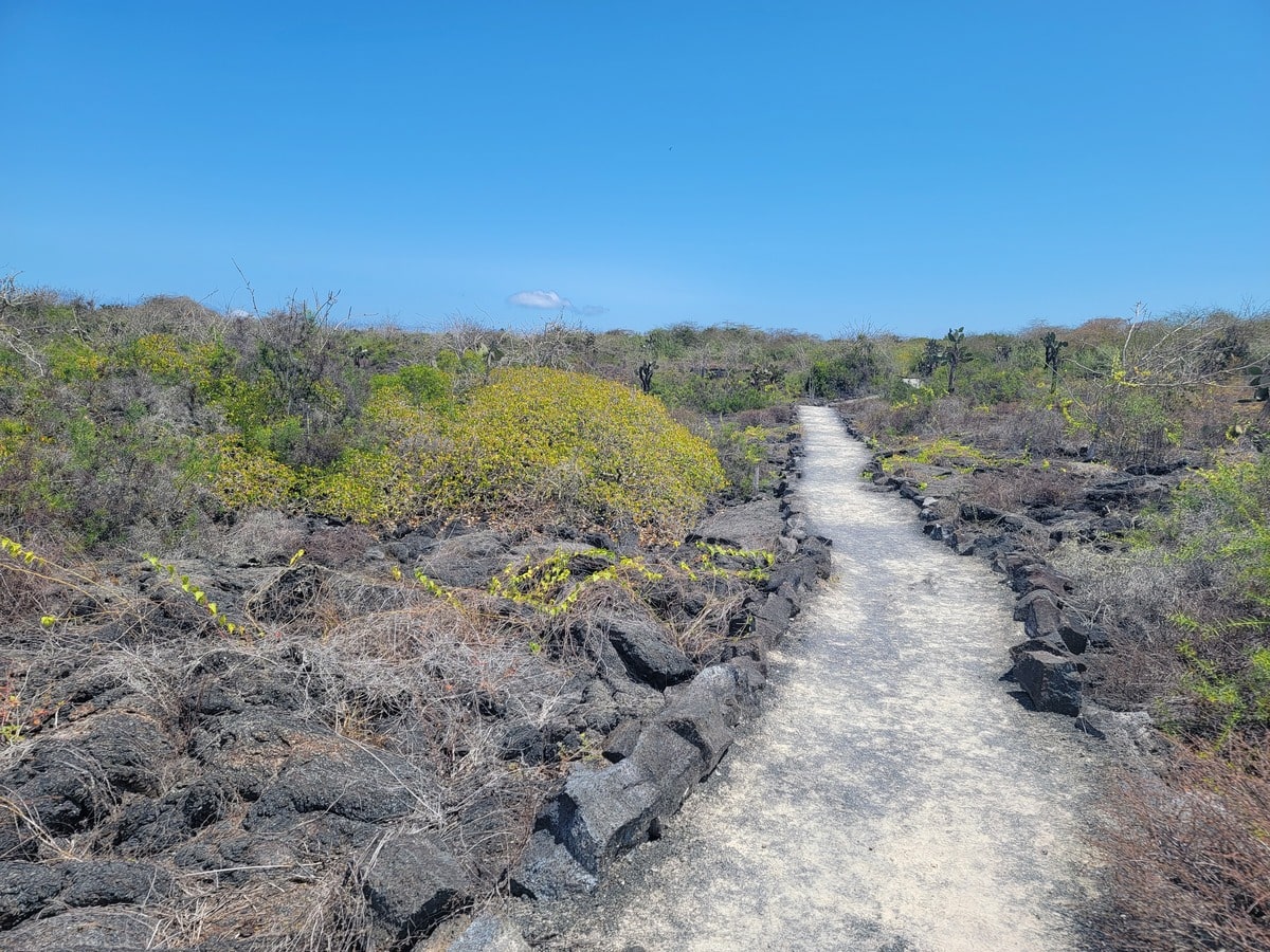 Sentier sur les îles Galapagos dans notre article Visiter les Galapagos : Le plus beau à voir des îles Galapagos en Équateur #galapagos #ilesgalapagos #equateur #voyage