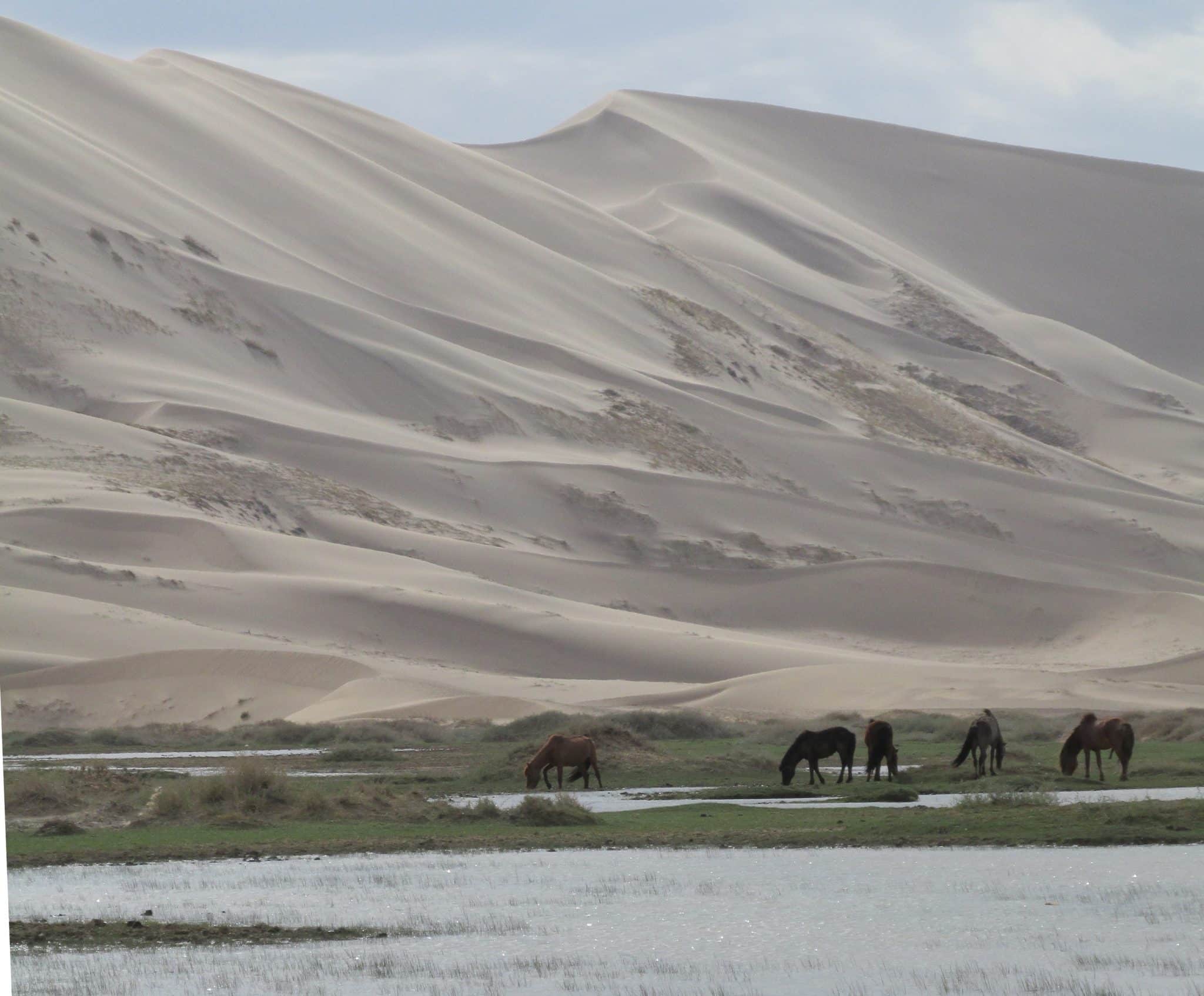 Khongoryn Els, les dunes chantantes dans le désert de Gobi en Mongolie dans notre article Voyage en Mongolie : que faire et que visiter en Mongolie en 3 semaines #mongolie #asie #visiterlamongolie #voyage