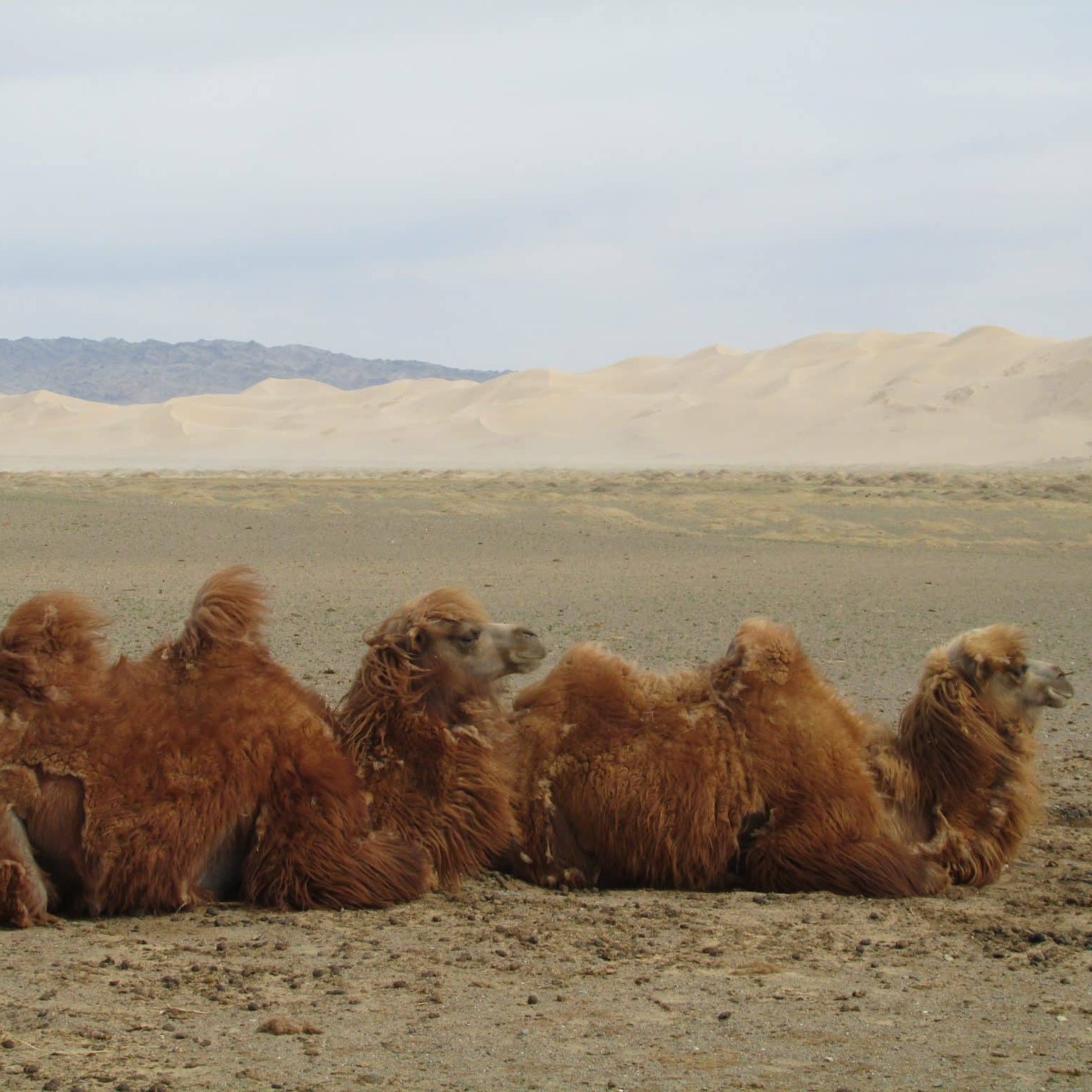 Chameaux dans le désert de Gobi en Mongolie dans notre article Voyage en Mongolie : que faire et que visiter en Mongolie en 3 semaines #mongolie #asie #visiterlamongolie #voyage