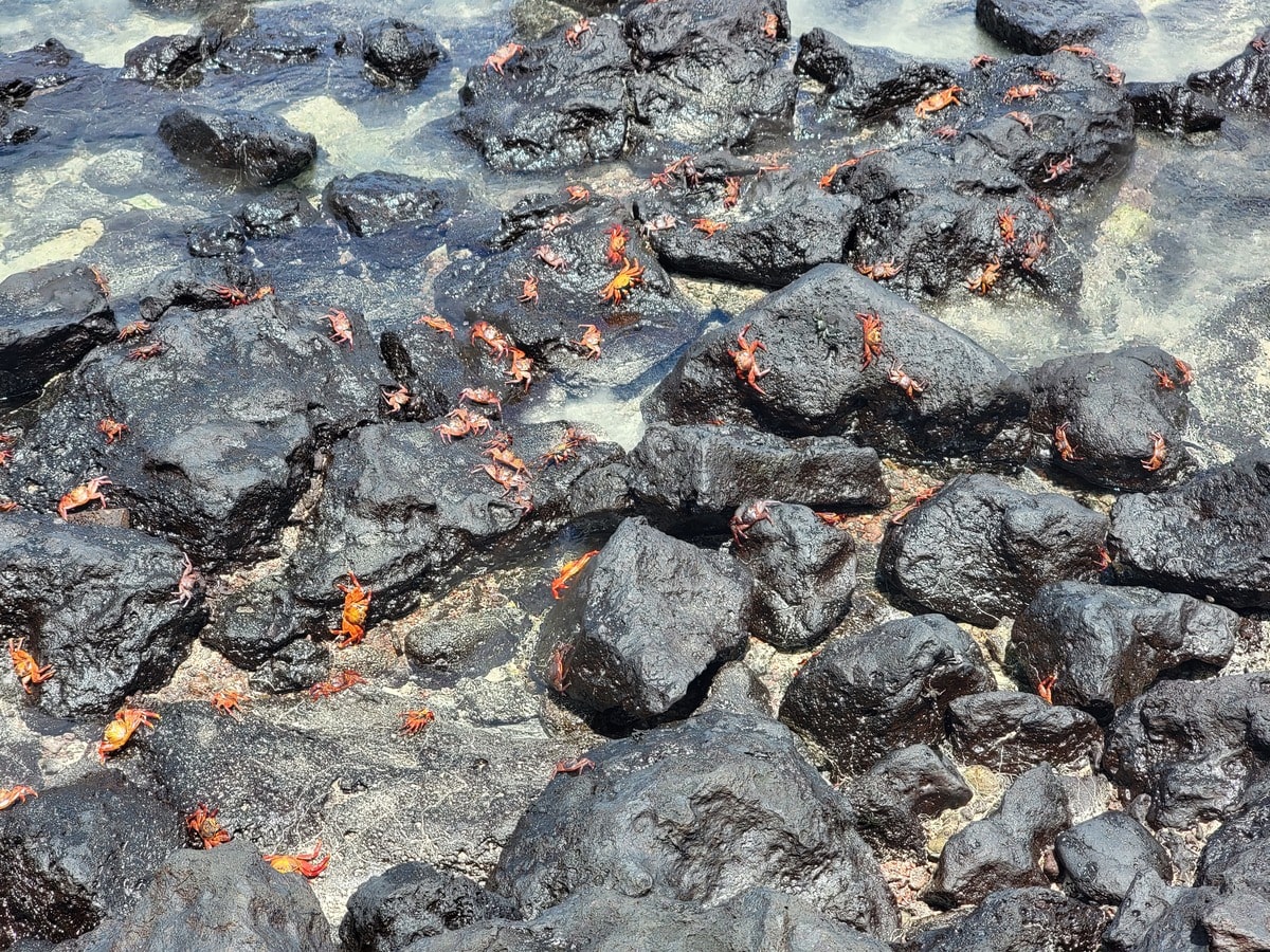 Crabes rouges à Isla Isabela aux Galapagos dans notre article Voyage aux Galápagos : Comment organiser un voyage dans l'Archipel des Galápagos #Galapagos #Equateur #VoyageGalapagos #ArchipelGalapagos