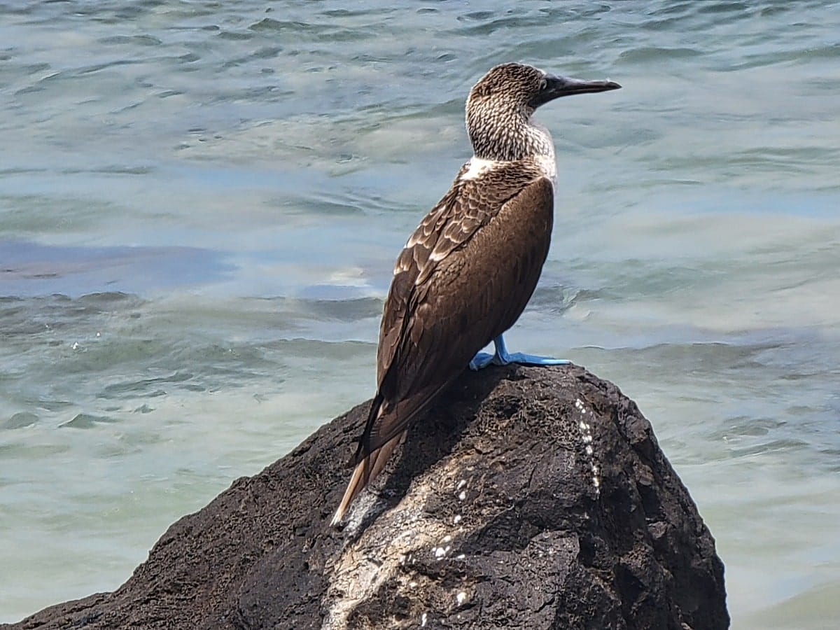 Oiseau Blue Footed Boobies des Galapagos dans notre article Voyage aux Galápagos : Comment organiser un voyage dans l'Archipel des Galápagos #Galapagos #Equateur #VoyageGalapagos #ArchipelGalapagos