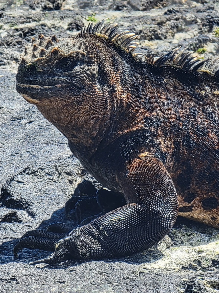 Iguane marine aux Galapagos dans notre article Voyage aux Galápagos : Comment organiser un voyage dans l'Archipel des Galápagos #Galapagos #Equateur #VoyageGalapagos #ArchipelGalapagos