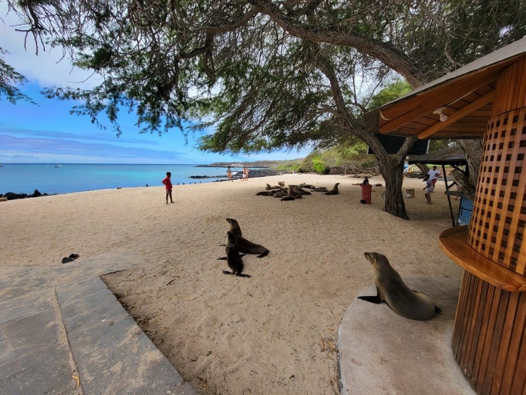 Playa Mann sur San Cristobal aux Galapagos dans notre article Voyage aux Galápagos : Comment organiser un voyage dans l'Archipel des Galápagos #Galapagos #Equateur #VoyageGalapagos #ArchipelGalapagos