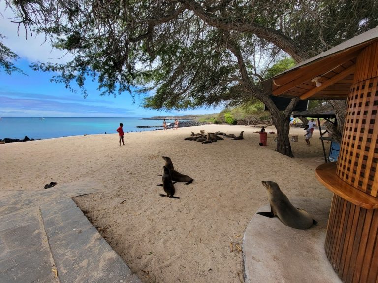 Playa Mann sur San Cristobal aux Galapagos dans notre article Voyage aux Galápagos : Comment organiser un voyage dans l'Archipel des Galápagos #Galapagos #Equateur #VoyageGalapagos #ArchipelGalapagos