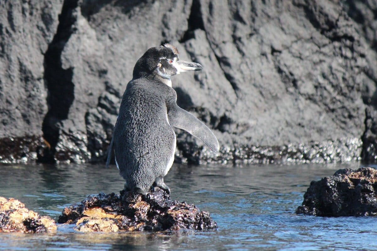 Pingouin des Galapagos à Tintoreras dans notre article Voyage aux Galápagos : Comment organiser un voyage dans l'Archipel des Galápagos #Galapagos #Equateur #VoyageGalapagos #ArchipelGalapagos