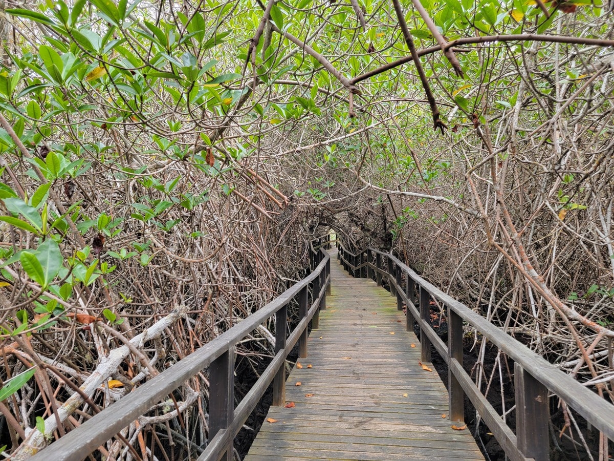 Sentier mangroves aux îles Galapagos dans notre article Voyage aux Galápagos : Comment organiser un voyage dans l'Archipel des Galápagos #Galapagos #Equateur #VoyageGalapagos #ArchipelGalapagos