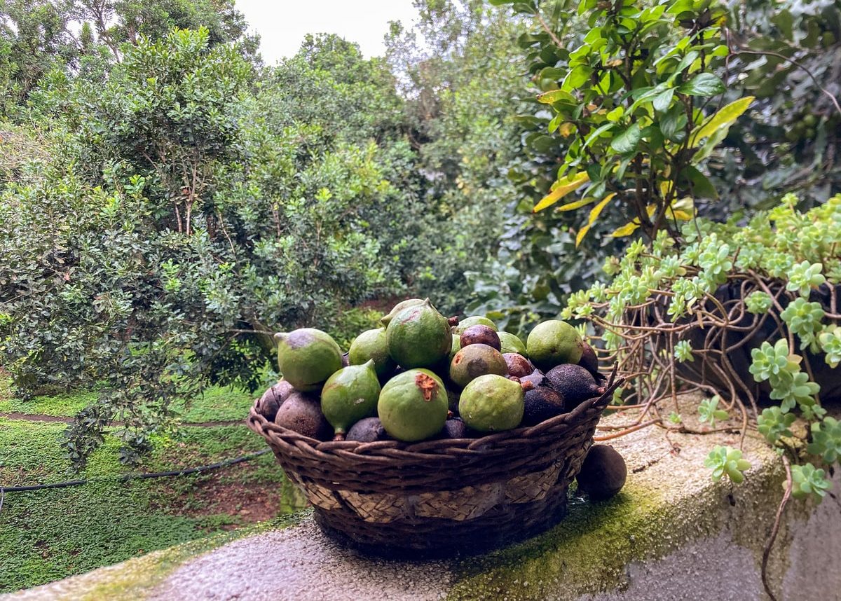 Noix de macadam à la Finca Valhalla dans notre article Visiter Antigua au Guatemala : que voir et que faire à Antigua et ses alentours #antigua #guatemala #visiterantigua #voyage #quoifaireantigua