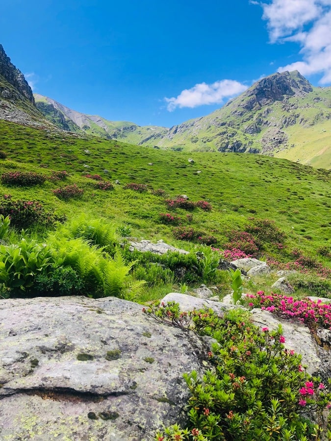 Flore Vallée Tarentaise dans notre article 7 jours de randonnée sur le Grand Tour de la Tarentaise dans les Alpes françaises #Tarentaise #Grandtourtarentaise #Alpes #France #Randonnée