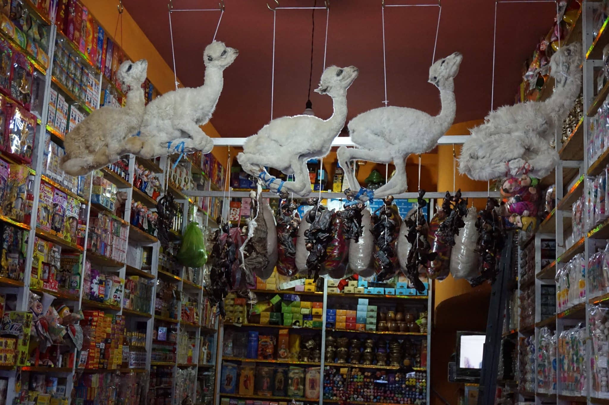 Foetus de lama séché au marché aux sorcières de la Paz en Bolivie dans notre article Voyage en Bolivie : que voir et que faire en Bolivie en 5 expériences incroyables #Bolivie #Voyage #AmériqueduSud #IncontournablesBolivie #QueVoirBolivie
