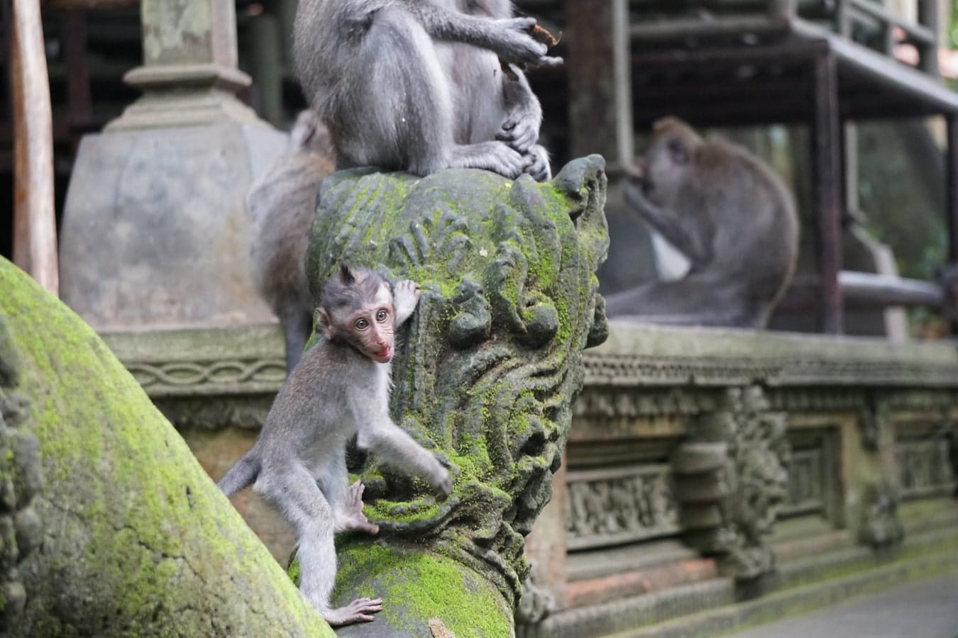 Monkey Forest à Ubud à Bali dans notre voyage en groupe entre femmes organisé entre Voyageuses du Québec #bali #voyage #femme #voyageorganise