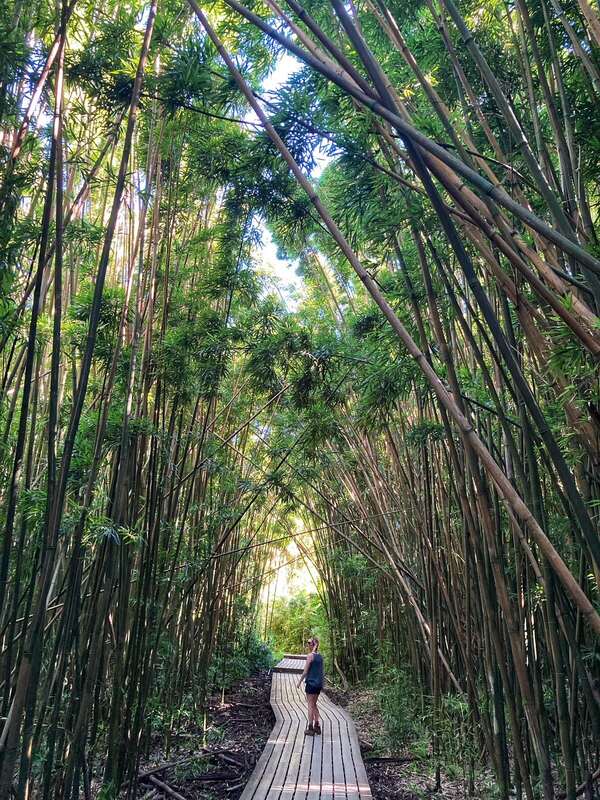 Forêt de bambou sur la Pipiwai trail dans notre article Découvrir le Parc national de Haleakala sur Maui à Hawaii en 8 activités incontournables #Hawaii #Maui #Haleakala #ParcNationalHaleakala #Voyage