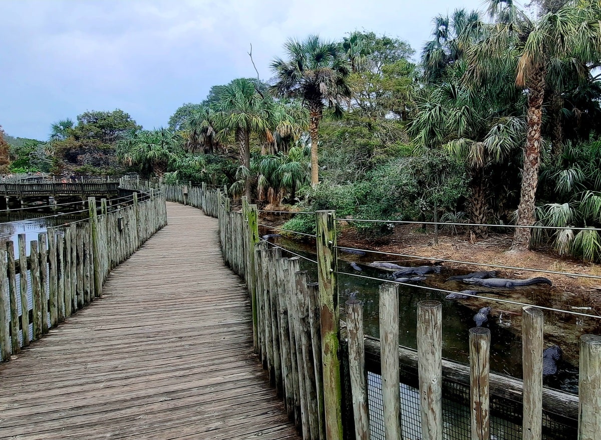Parc zoologique Alligator Farm dans notre article Visiter St Augustine en Floride : Nos bonnes adresses et que faire lors d’un séjour #StAugustine #Floride #ÉtatsUnis #SaintAugustine #USA
