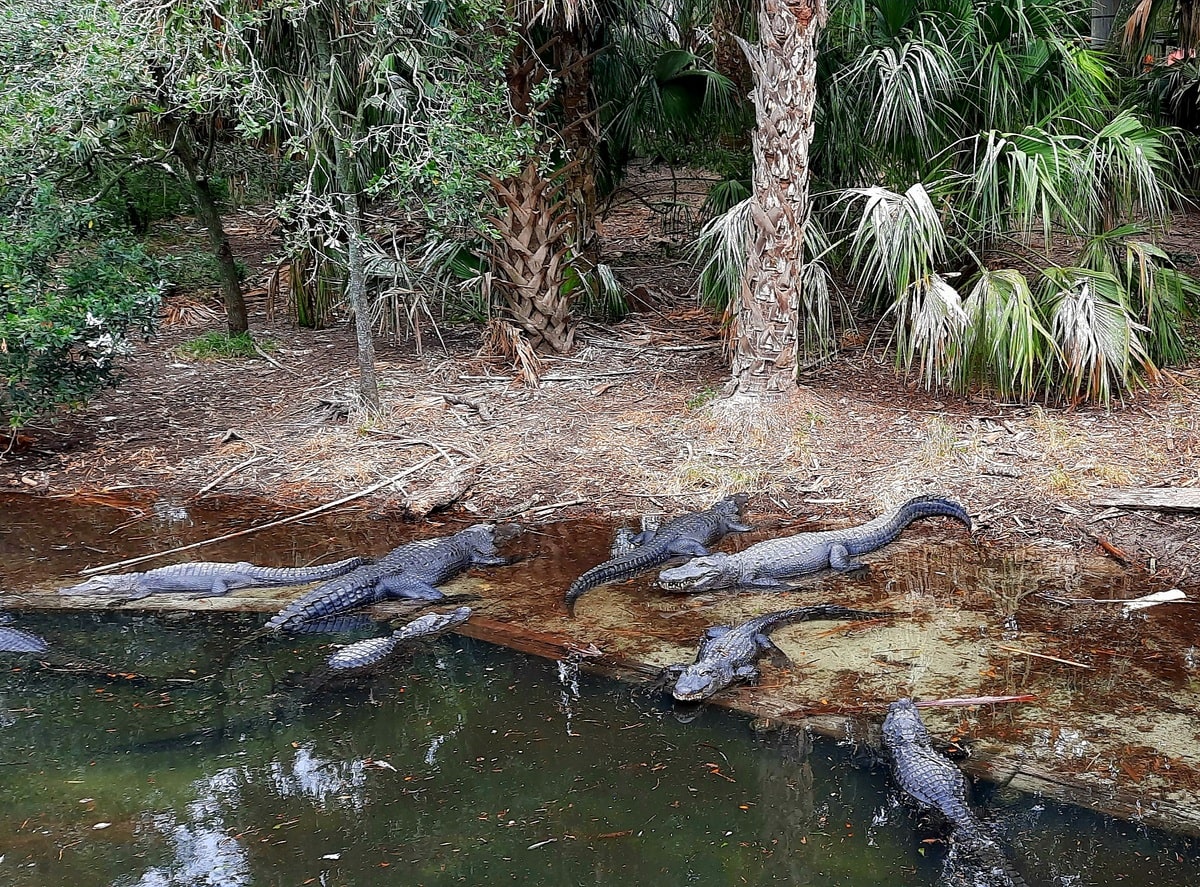 Alligators du Alligator Farm dans notre article Visiter St Augustine en Floride : Nos bonnes adresses et que faire lors d’un séjour #StAugustine #Floride #ÉtatsUnis #SaintAugustine #USA