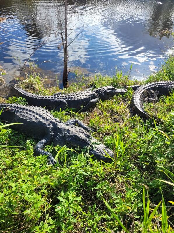 Alligators aux Everglades dans notre article Mes 10 parcs nationaux des USA préférés que j’ai visités lors de mon road trip #ParcsNationaux #USA #roadtrip #ÉtatsUnis #Randonnée