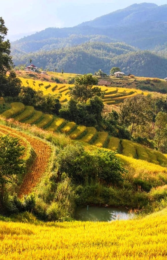 Rizières Pa Bon Pieng dans notre article Visiter Chiang Mai en 10 incontournables : que voir et que faire à Chiang Mai en Thaïlande #ChiangMai #Thaïlande #AsieduSudEst #NordThailande #VisiterChiangMai