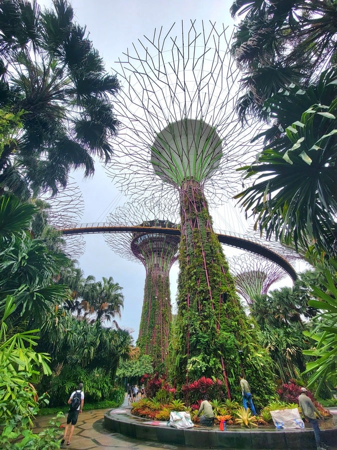 Supertree Grove dans les Jardins de la Baie dans notre article Visiter Singapour : découvrir les atouts de cette ville durable entre technologie et environnement #Singapour #VisiterSingapour #Asie #AsieSudEst #Durable 