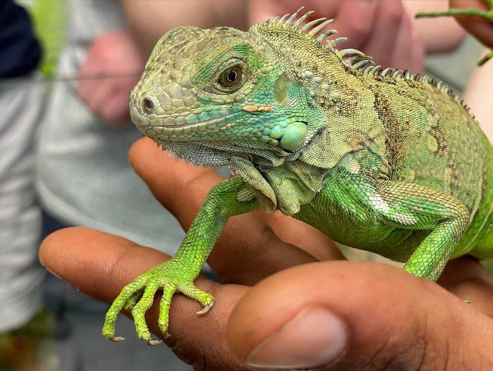 Iguane verte au Green Iguane Conservation Project de San Ignacio dans notre article Que faire et que visiter au Belize en 3 semaines #Belize #ExploreBelize #AmeriqueCentrale #Voyage #ItinéraireBelize