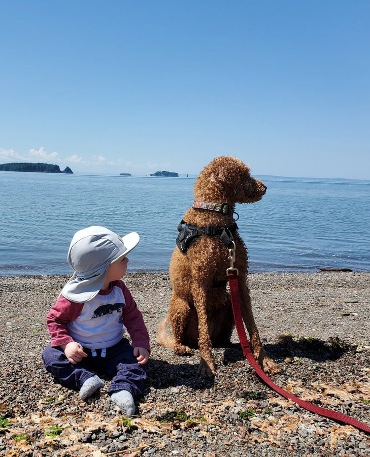 Five Islands dans notre article Road trip en Nouvelle-Écosse avec son chien : que faire et où aller #NouvelleÉcosse #Roadtrip #RoadtripNouvelleÉcosse  #RoadtripChien #VoyageChien