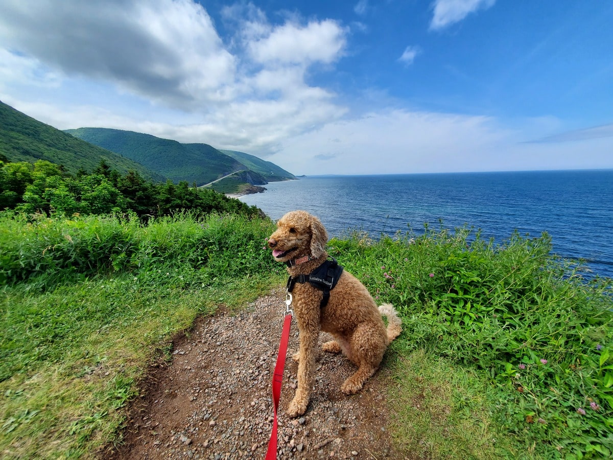 Cabot Trail chien dans notre article Road trip en Nouvelle-Écosse avec son chien : que faire et où aller #NouvelleÉcosse #Roadtrip #RoadtripNouvelleÉcosse  #RoadtripChien #VoyageChien