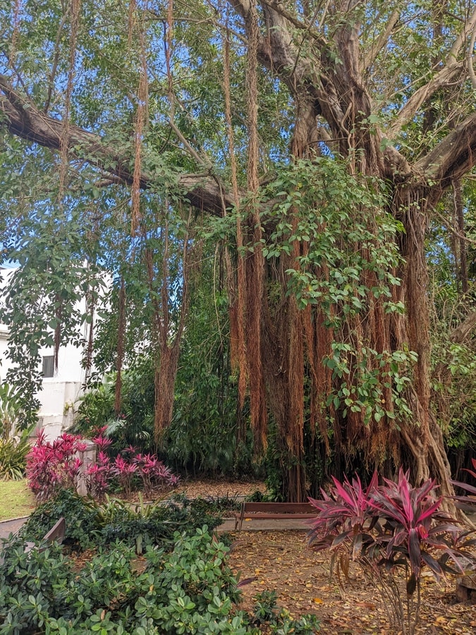 Jardins Museo Casa Blanca dans notre article Visiter San Juan à Porto Rico : que faire à San Juan en 8 incontournables #SanJuan #PortoRico #PuertoRico #Voyage #ActivitésSanJuan
