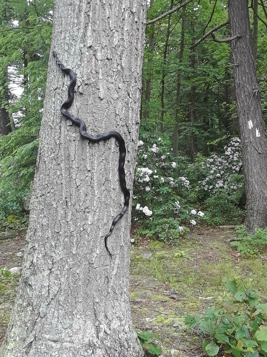 Eastern Rat Snake Appalachian Trail dans notre article 10 questions pour se préparer à l'Appalachian Trail aux USA : mes 3540km sur le sentier des Appalaches #Appalaches #AppalachianTrail #Randonnée #USA #ÉtatsUnis