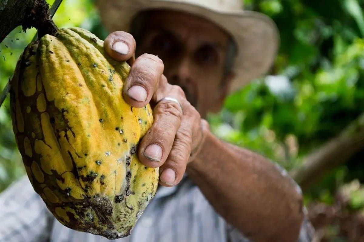 Oreba Chocolate Ferme de Cacao au Panama dans notre article Visiter Bocas del Toro au Panama : 12 incontournables à faire sur les îles #BocasDelToro #Panama #VisiterPanama #Iles #AmeriqueCentrale