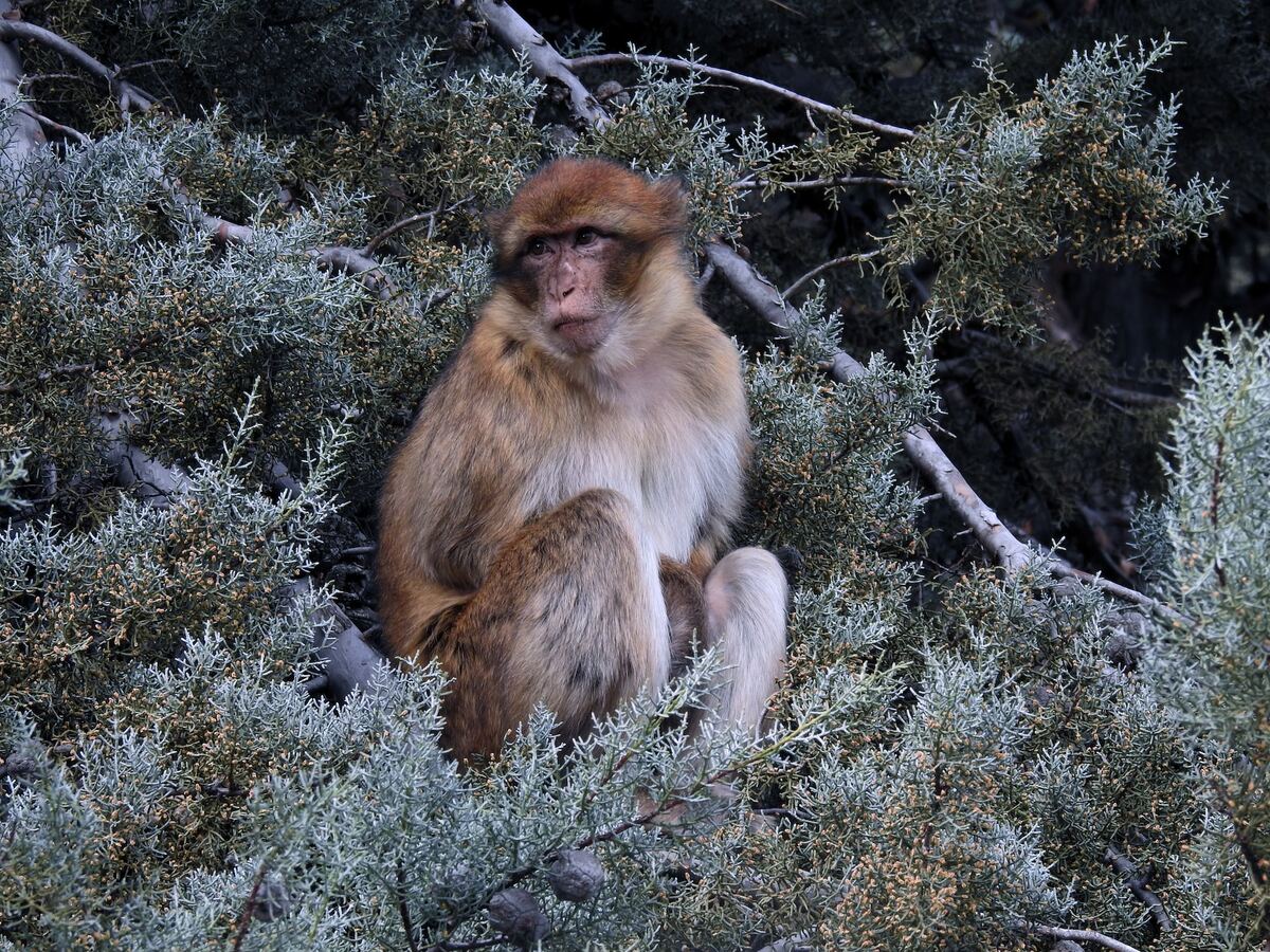 Singe à Ifrane au Maroc dans notre article Visiter le Nord du Maroc en 11 incontournables : mon circuit dans le nord marocain #NordDuMaroc #Maroc #AfriqueDuNord #Afrique #Maghreb