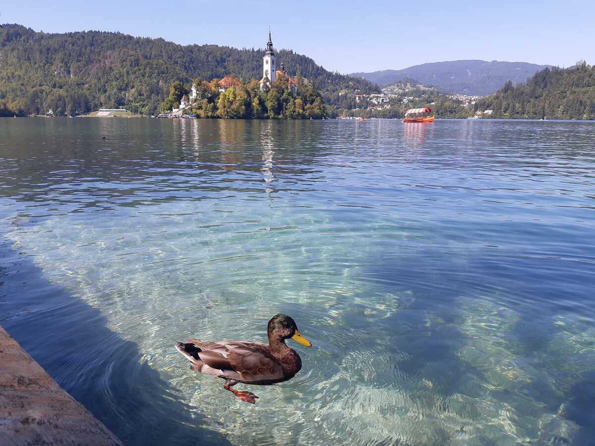 Canard au Lac De Bled dans notre article Visiter la Slovénie : que faire et que voir en 10 incontournables #Slovénie #IncontournablesSlovénie #Europe #EuropeCentrale #Voyage 