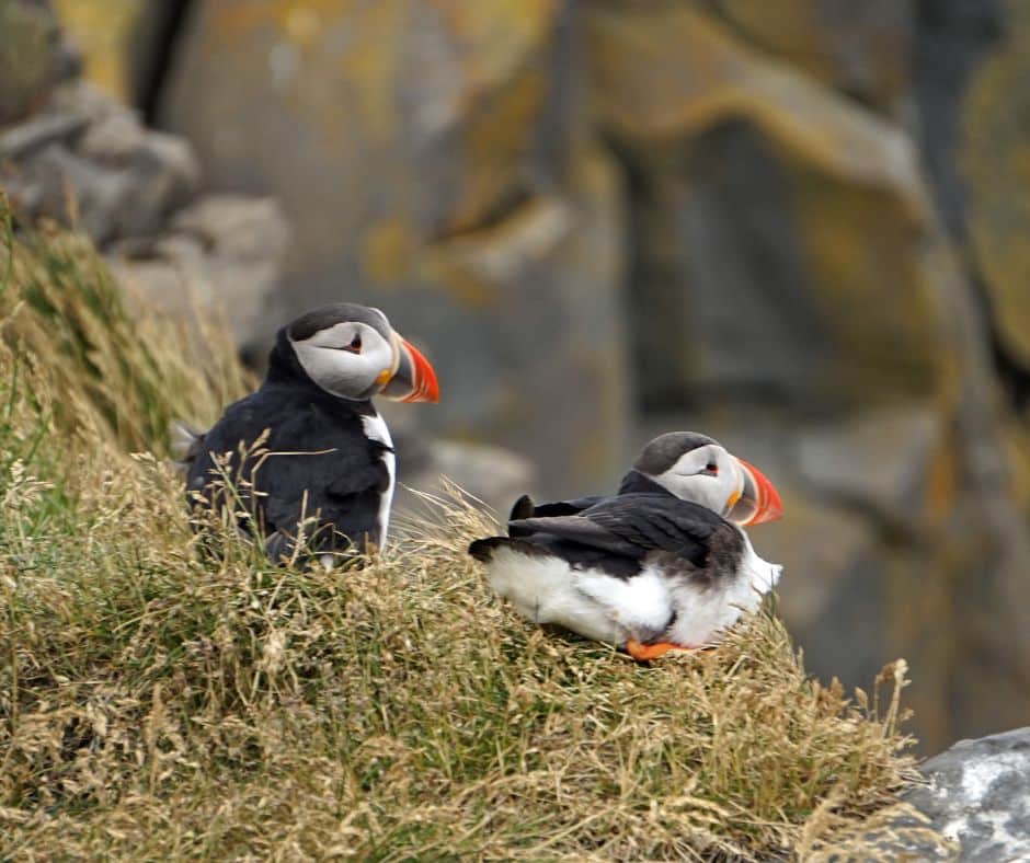 2 oiseaux macareux sur les falaises des côtes de l'Islande dans notre article 5 jours en Islande : Road trip en dehors des itinéraires classiques #islande #roadtrip #europe