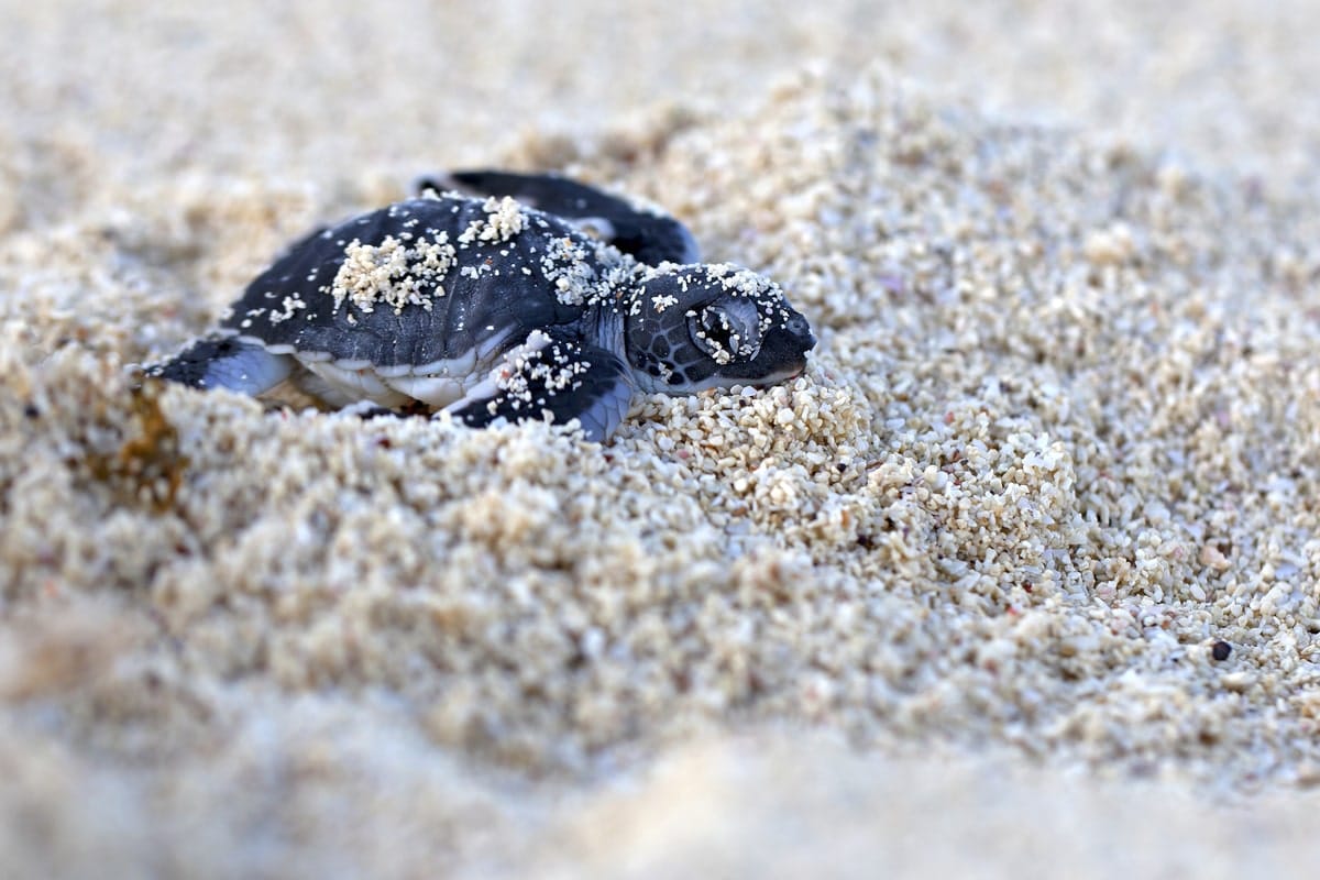 Ponte des tortues à Tortuguero dans notre Voyage au Costa Rica entre femmes en groupe organisé #costarica #ameriquecentrale #voyage #voyageorganise #voyageentrefemmes