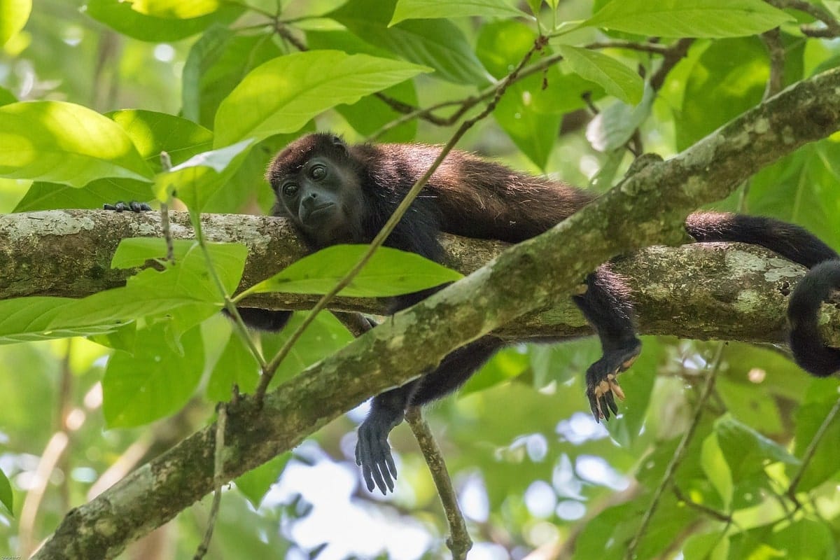 Observation des singes hurleurs dans notre Voyage au Costa Rica entre femmes en groupe organisé #costarica #ameriquecentrale #voyage #voyageorganise #voyageentrefemmes
