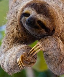Observation d'un paresseux dans notre Voyage au Costa Rica entre femmes en groupe organisé #costarica #ameriquecentrale #voyage #voyageorganise #voyageentrefemmes
