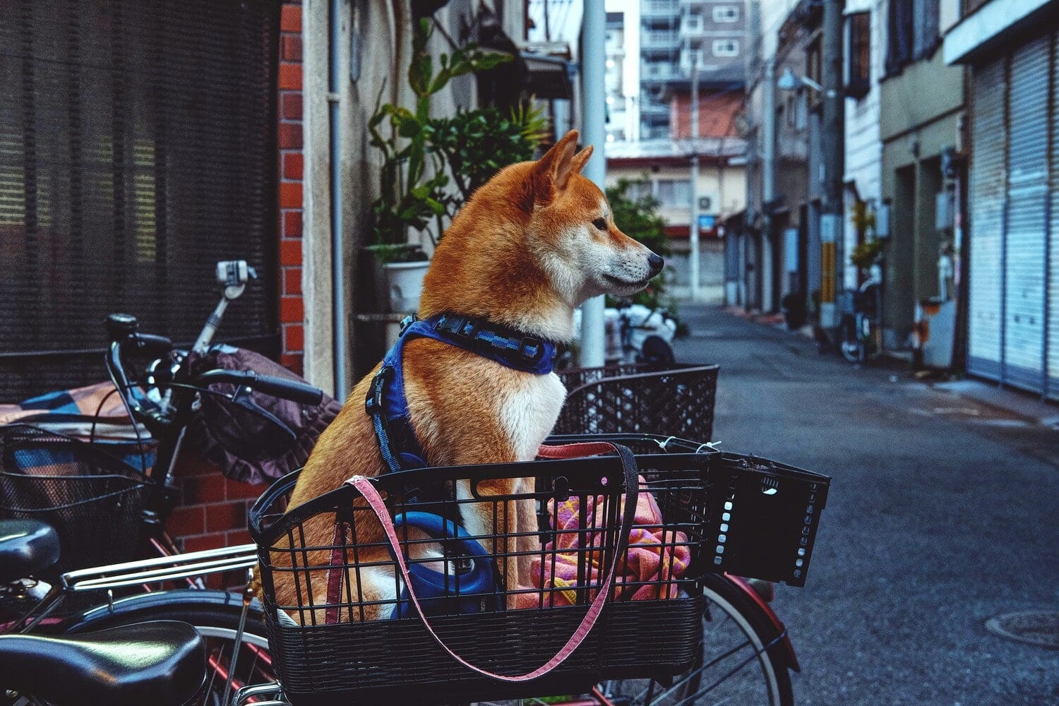 Chien dans le panier d'un vélo dans notre article 5 beaux endroits où faire du vélo au Québec #quebec #velo #pistecyclable