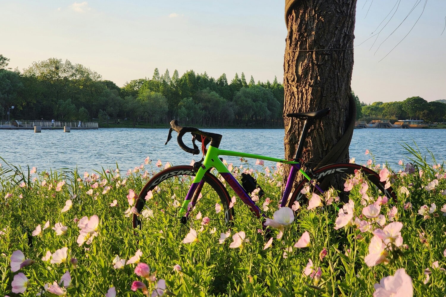 Vélo près d'un arbre sur le bord de l'eau dans notre article 5 beaux endroits où faire du vélo au Québec #quebec #velo #pistecyclable