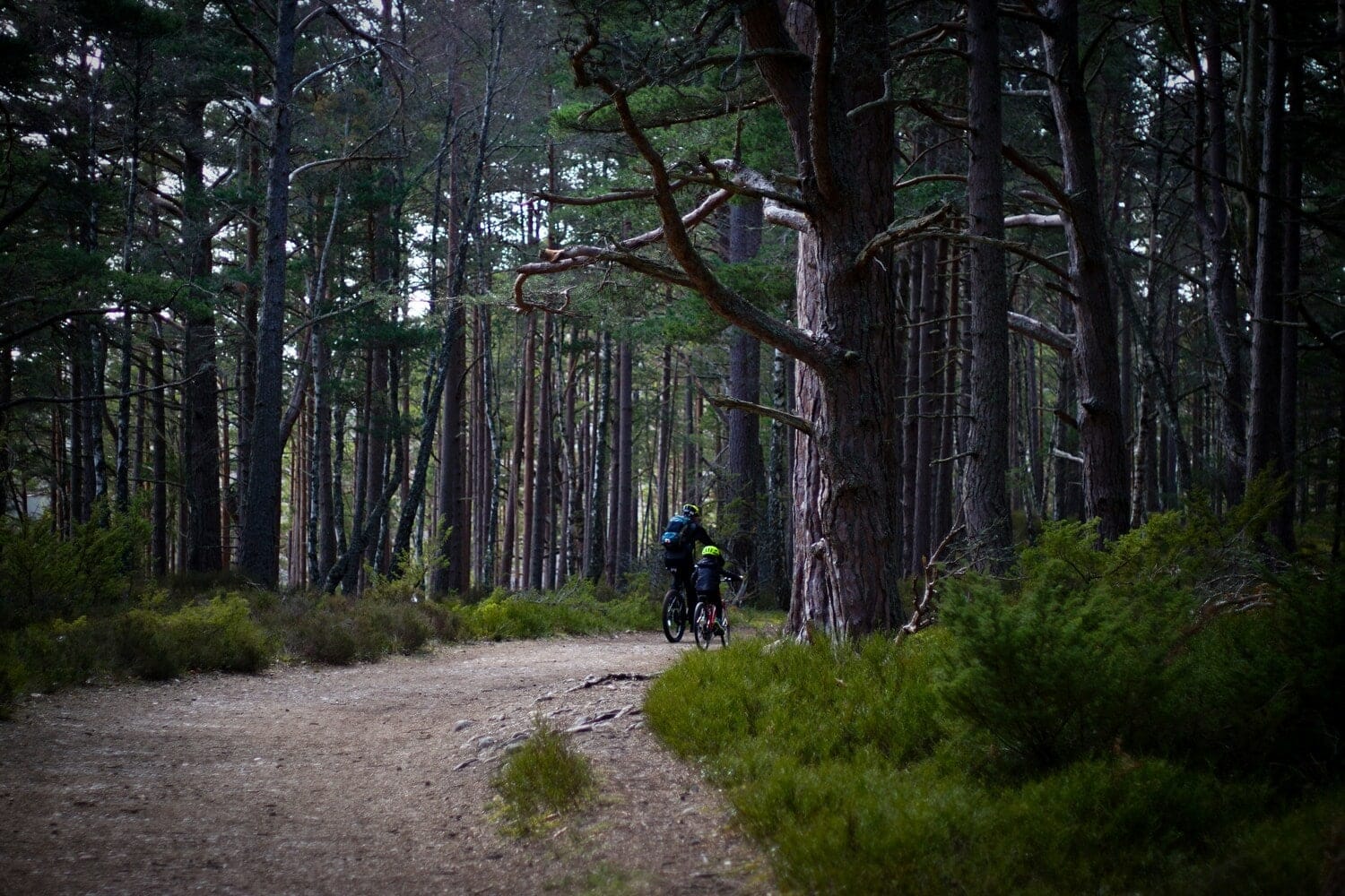 Parent et enfant en vélo dans la forêt dans notre article 5 beaux endroits où faire du vélo au Québec #quebec #velo #pistecyclable