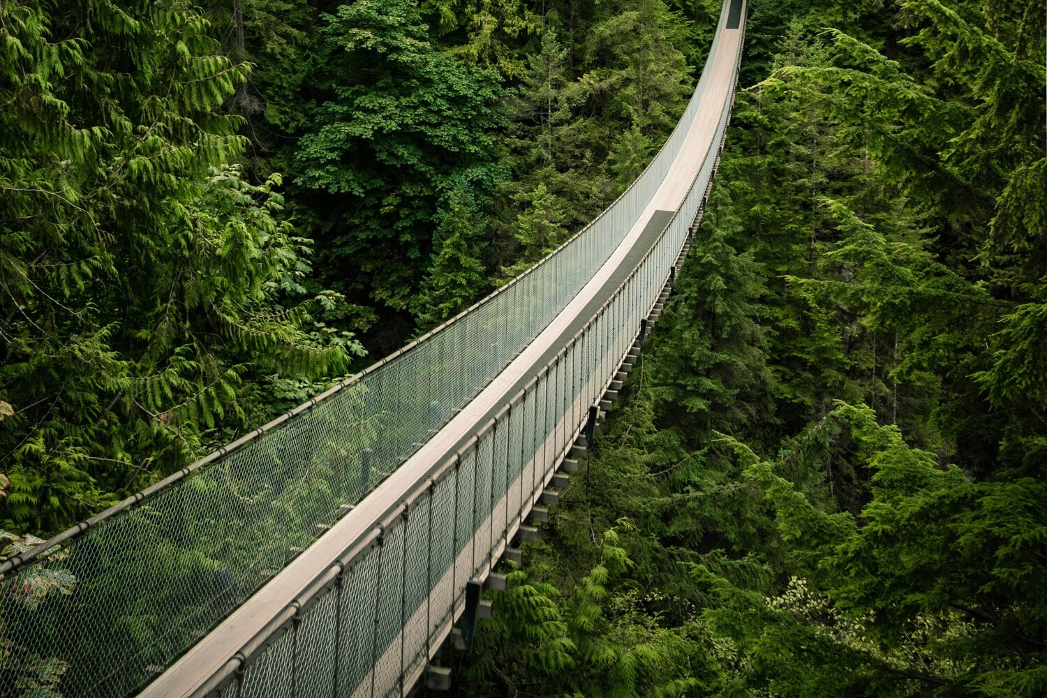 Pont suspendu dans la forêt dans notre article Que voir à Vancouver : 5 expériences à vivre dès votre arrivée #vancouver #colombiebritanique #canada