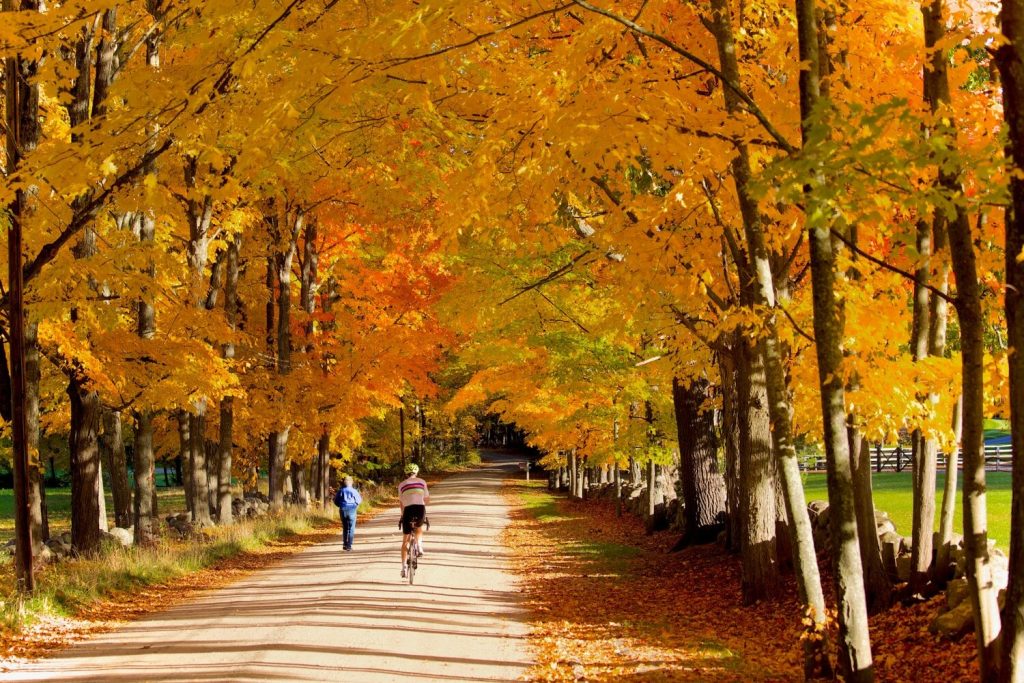 Cycliste dans la forêt parmi des centaines d'arbres aux feuilles dorées dans notre article 5 beaux endroits où faire du vélo au Québec #quebec #velo #pistecyclable