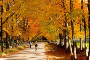 Cycliste dans la forêt parmi des centaines d'arbres aux feuilles dorées dans notre article 5 beaux endroits où faire du vélo au Québec #quebec #velo #pistecyclable