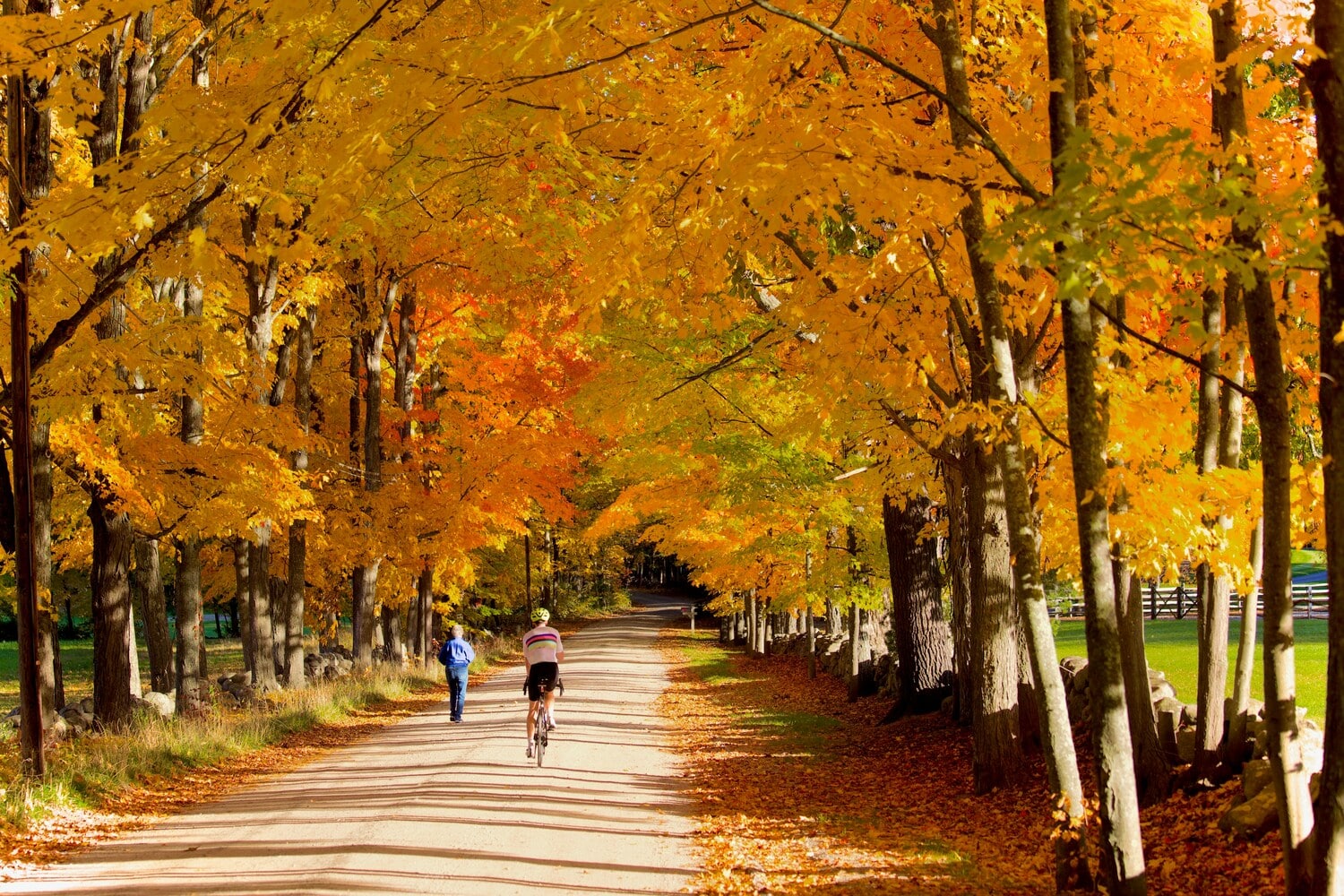 Cycliste dans la forêt parmi des centaines d'arbres aux feuilles dorées dans notre article 5 beaux endroits où faire du vélo au Québec #quebec #velo #pistecyclable