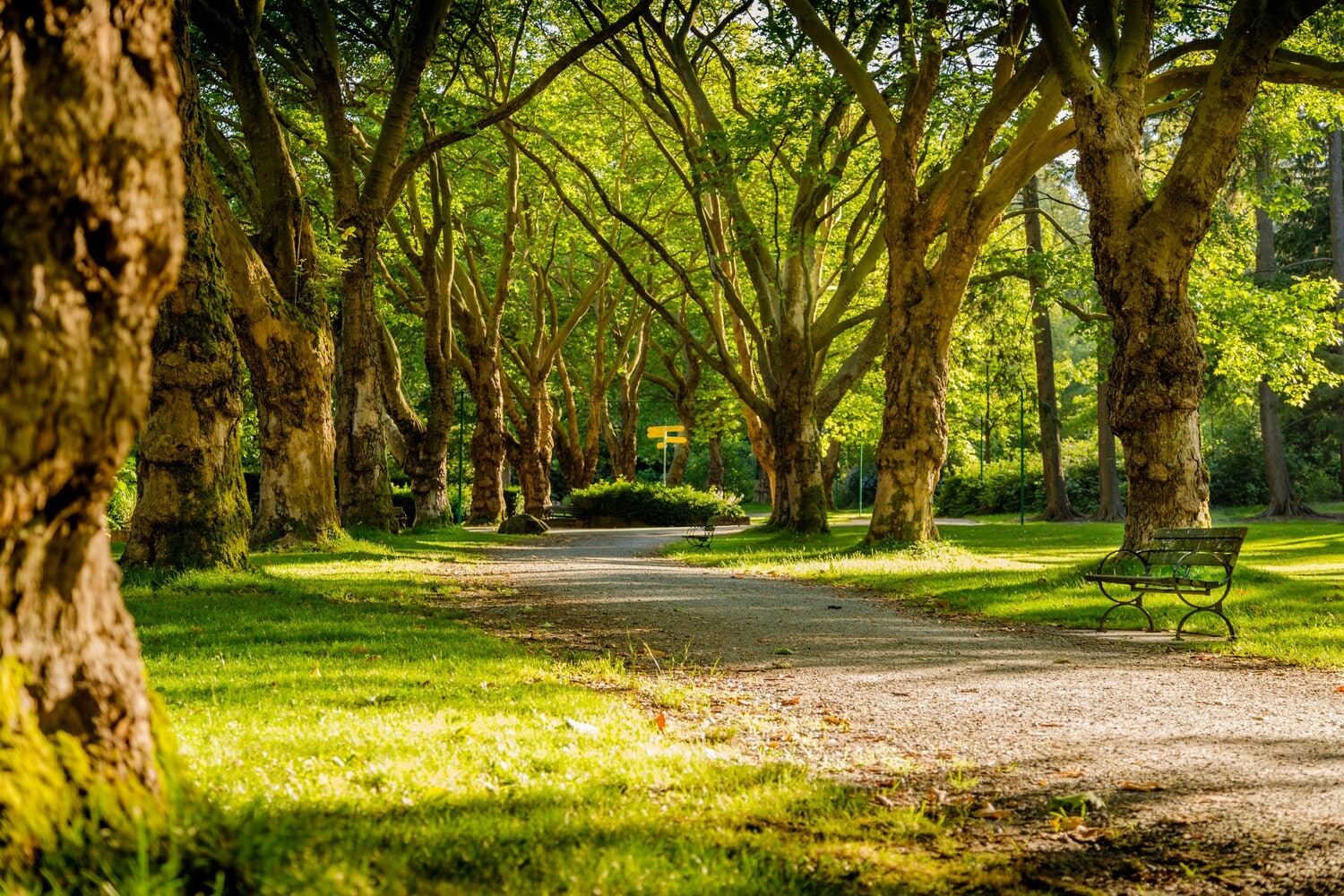 Parc avec de nombreux arbres dans notre article Que voir à Vancouver : 5 expériences à vivre dès votre arrivée #vancouver #colombiebritanique #canada