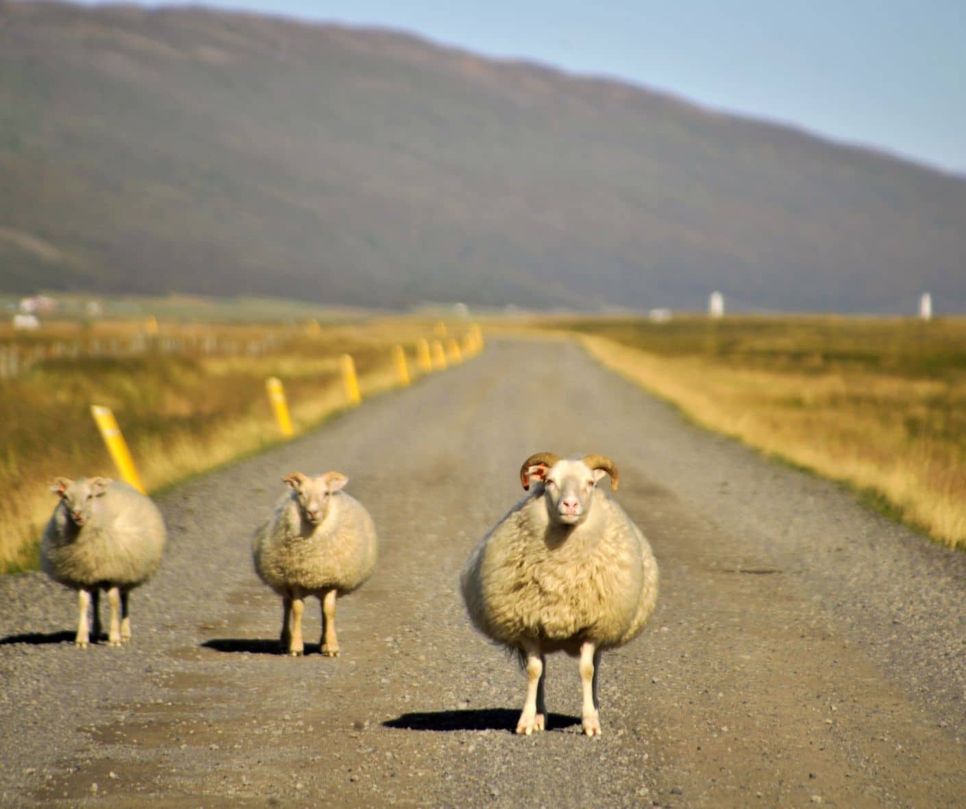 Moutons sur la route dans notre article Comment louer une voiture en Islande sans stress : 5 erreurs à éviter #islande #roadtrip #europe #locationvoiture