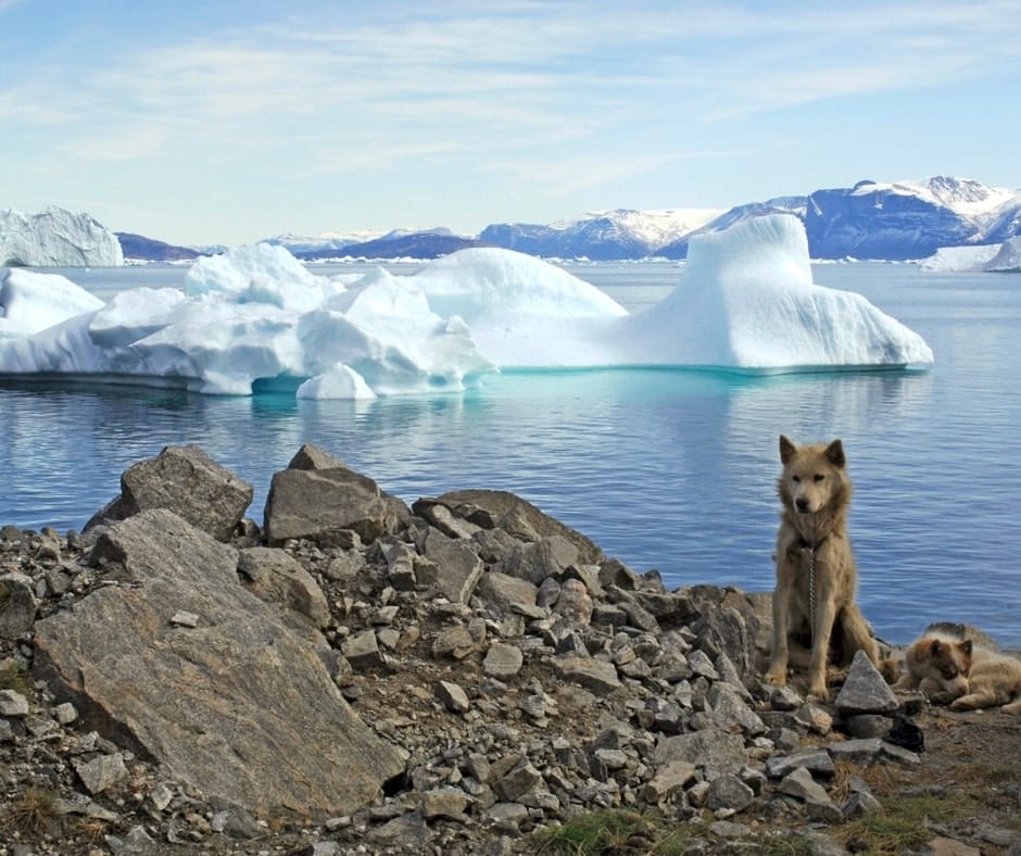 Chien de traineau en avant plan avec un iceberg derrière sur l'eau, dans notre article Visiter le Groenland : Petit guide pour découvrir l’une des dernières terres sauvages #groenland