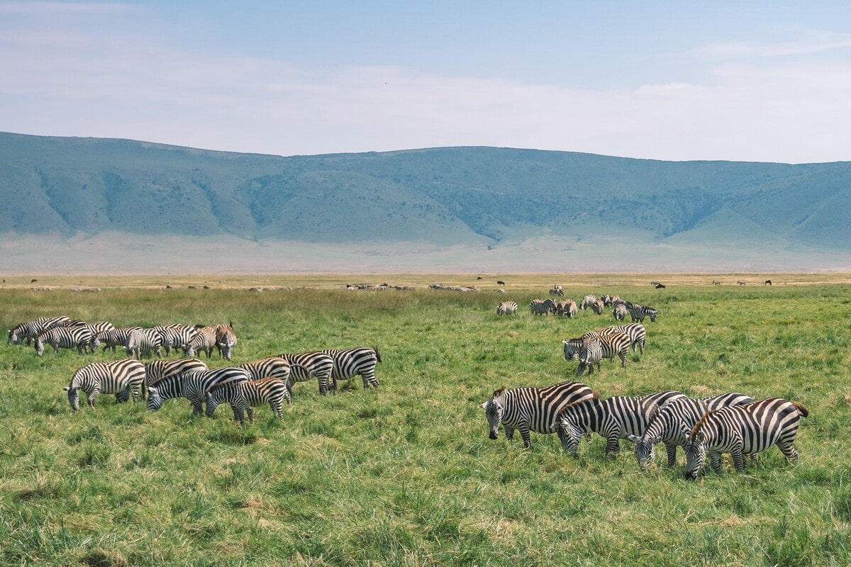 Pendant le safari en Tanzanie avec un petit groupe organisé entre femmes et voir les familles de zèbres #Tanzanie #safari #voyageentrefemmes #voyage #voyagedegroupe #voyageorganise