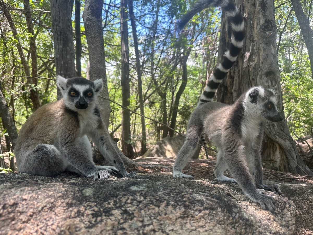 Les lémuriens de Madagascar à voir en voyage organisé avec un petit groupe de femmes #Madagascar #voyageentrefemmes #voyage #voyagedegroupe #voyageorganise