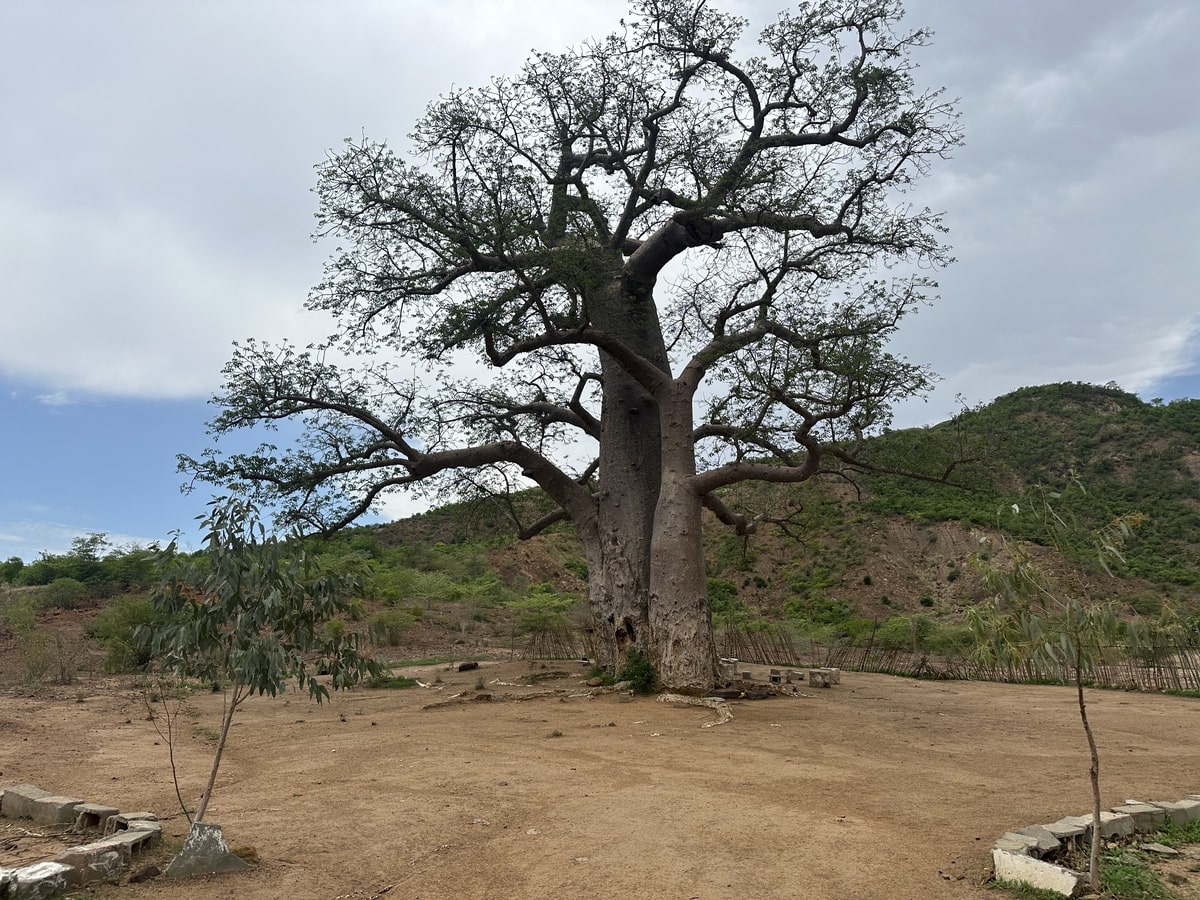 Arbre Baobab vue lors de notre Voyage à Madagascar organisé en petit groupe de femmes #Madagascar #voyageentrefemmes #voyage #voyagedegroupe #voyageorganise