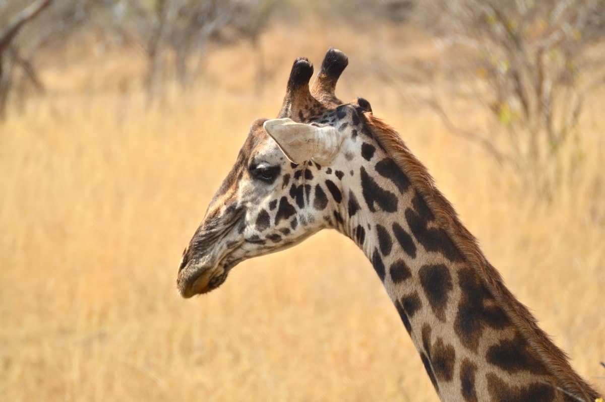 Voir des girafes lors du safari organisé par Les voyageuses du Québec en Tanzanie avec d'autres femmes #Tanzanie #safari #voyageentrefemmes #voyage #voyagedegroupe #voyageorganise