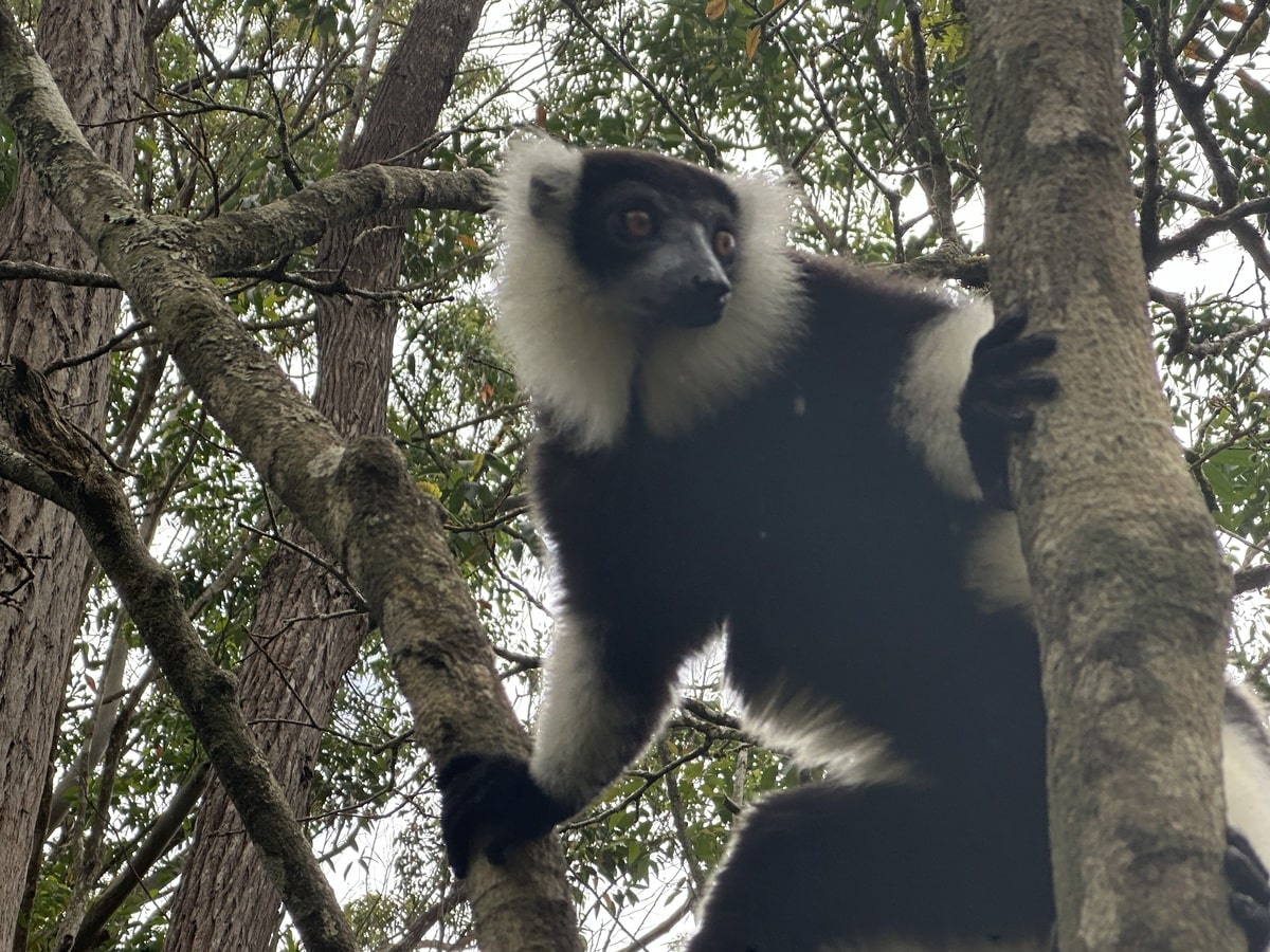 Voir un lémurien dans un arbre de la réserve Anja pendant le voyage organisé entre femmes avec les voyageuses du Québec à Madagascar #Madagascar #voyageentrefemmes #voyage #voyagedegroupe #voyageorganise