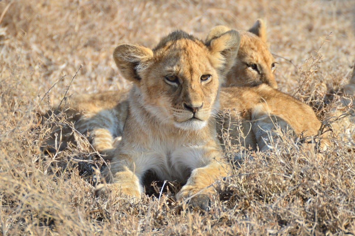 VOYAGE EN TANZANIE ENTRE FEMMES